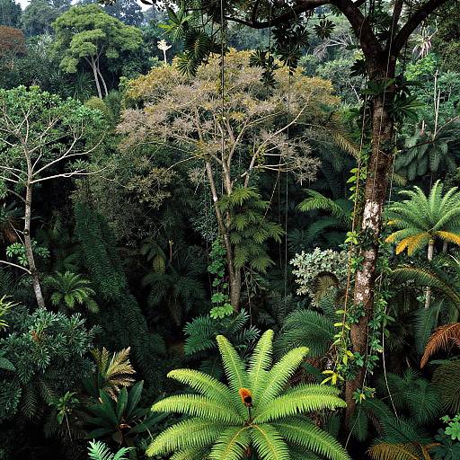 Photograph of dense, lush tropical forest with varied green foliage, including bright yellow ferns, tall trees, and dense underbrush.