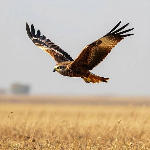 Regal Kite Over Golden Grasslands