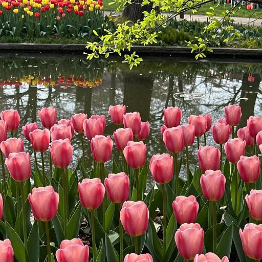 Photograph of pink tulips in a garden, reflected in a calm pond with yellow and red flowers in the background.