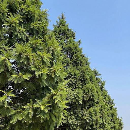 Serene Landscape of Green Trees and Blue Sky