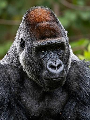 Photograph of a large, black-furred gorilla with a reddish-brown head, intense gaze, and muscular build, set against a blurred