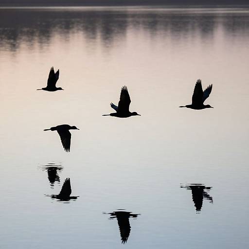 Silhouetted Birds Over Serene Waters