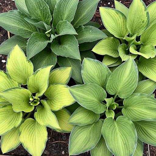 Lush Perennial Garden with Hostas