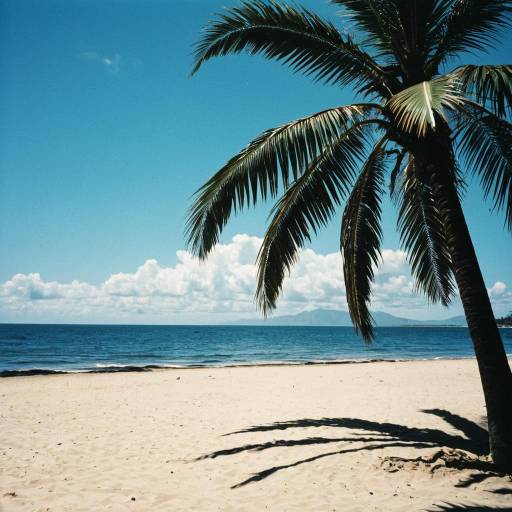 Tropical beach with palm tree