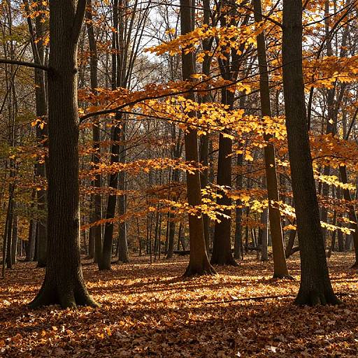 Photograph of a sunlit autumn forest, showcasing tall trees with vibrant orange leaves, casting shadows on a carpet of fallen leaves.