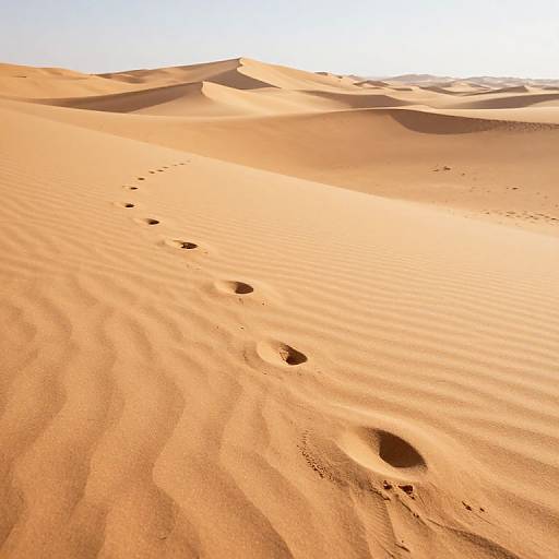 Desert Footprints and Silent Journeys