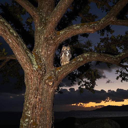 Photograph of a large, textured tree with a perched owl, illuminated by sunset light, against a dark, cloudy sky backdrop.