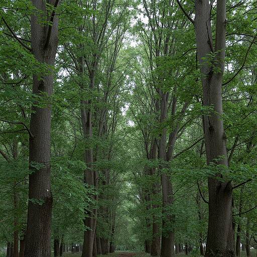 Photograph of a dense forest with tall, slender trees covered in vibrant green leaves. Tall trunks rise vertically, creating a natural canopy. Background fades