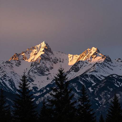 Photograph of a snow-covered mountain range at sunset, with peaks illuminated in golden light, silhouetted pine trees in the foreground.
