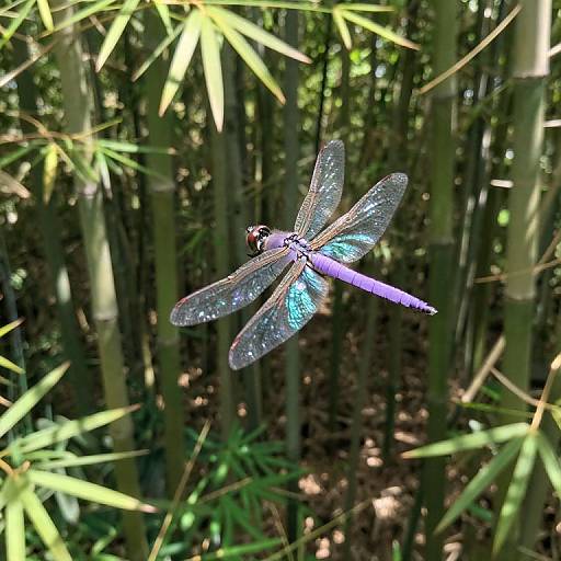 Impressionistic Dragonfly Over Bamboo