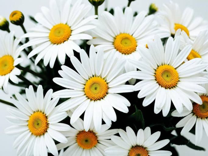 Elegant Daisy Wallpaper with Floral Details