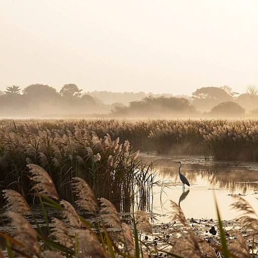 Serene Marshland Dawn Photography