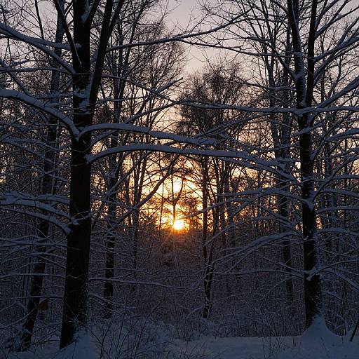 Winter Forest Sunset